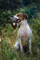 Pedigree NELL DU CLAPET AUX BARTAVELLES Pedigree NELL DU CLAPET AUX BARTAVELLES